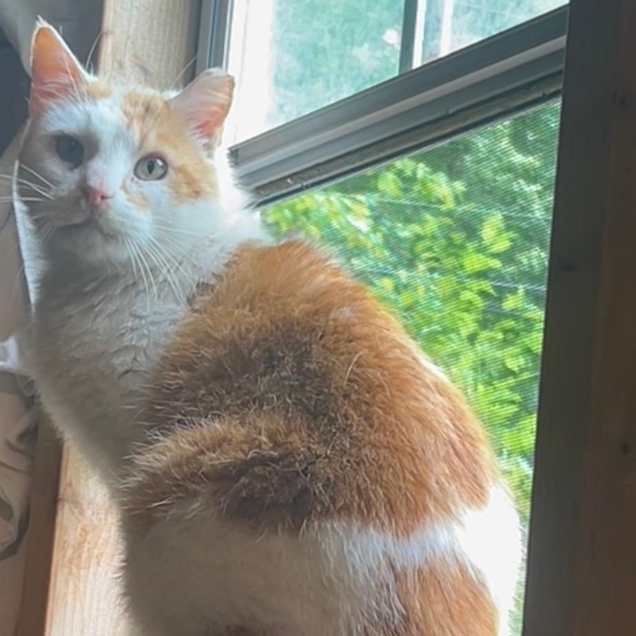 Oscar 