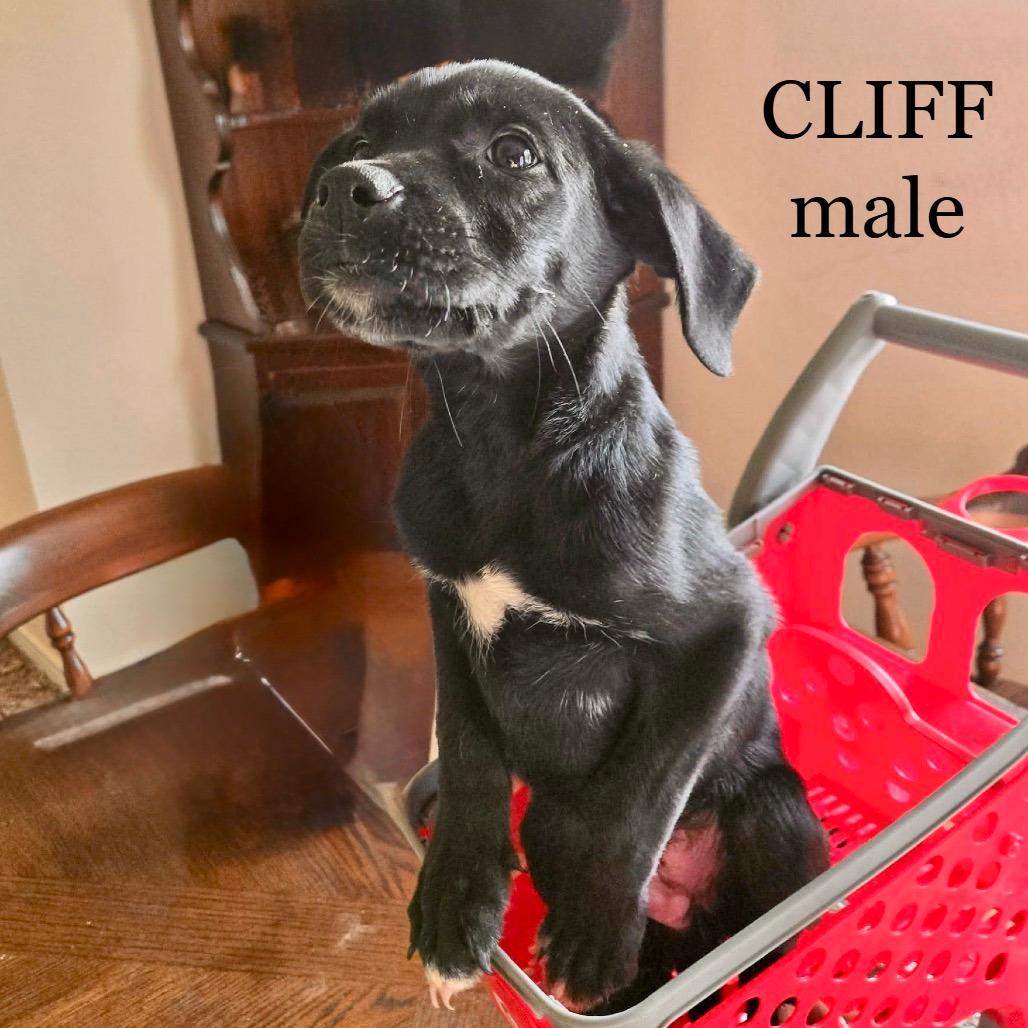 Cliff CHEERS