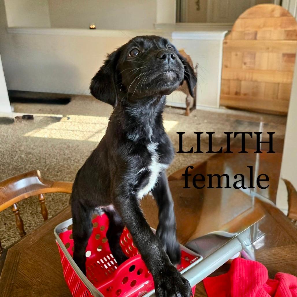 Lilith CHEERS