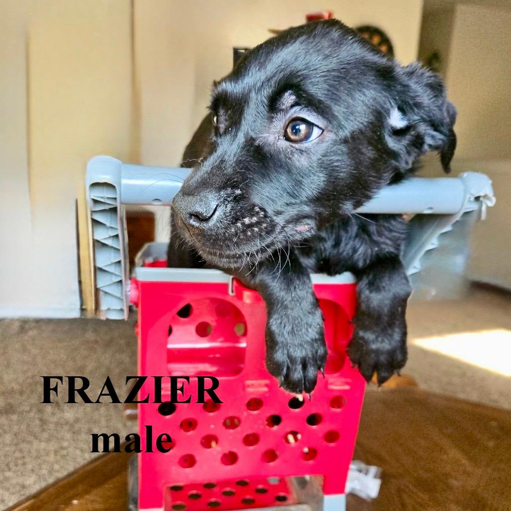 Frazier CHEERS 