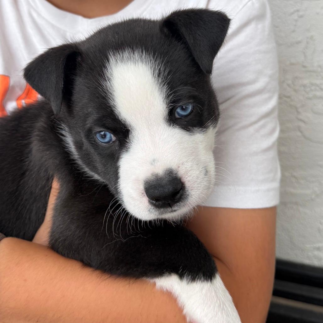 Cooper