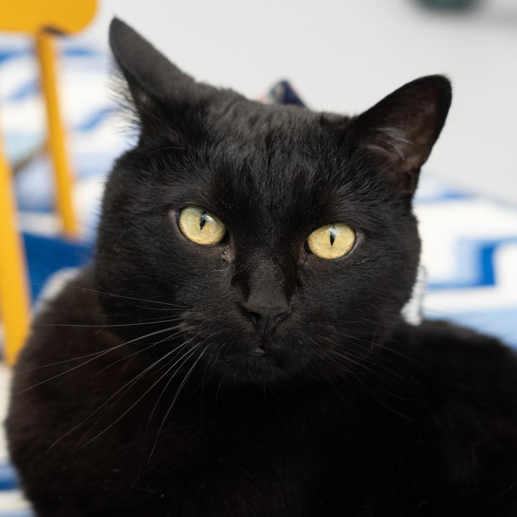 Toothless