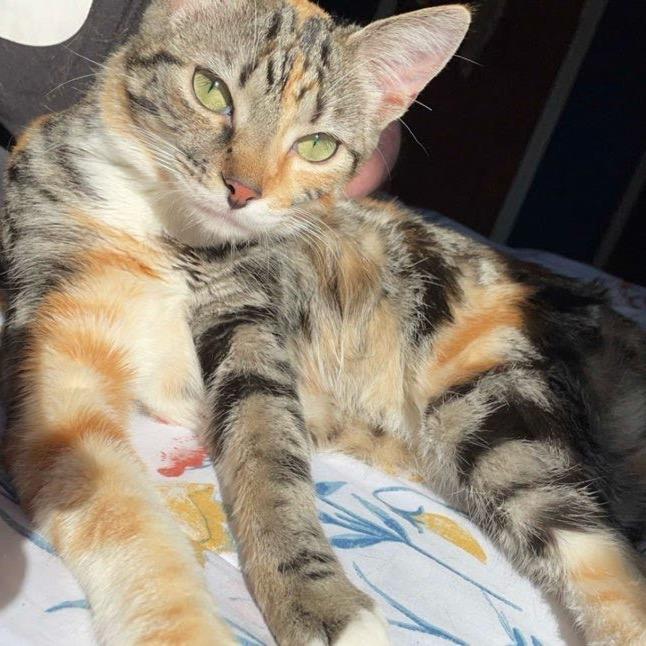 Quinn- Bonded with Harley