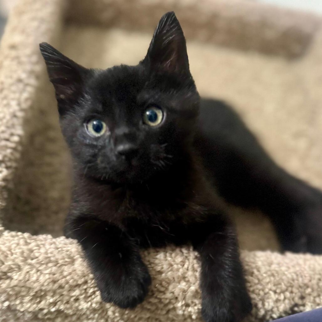 Bowser (Home adoption)