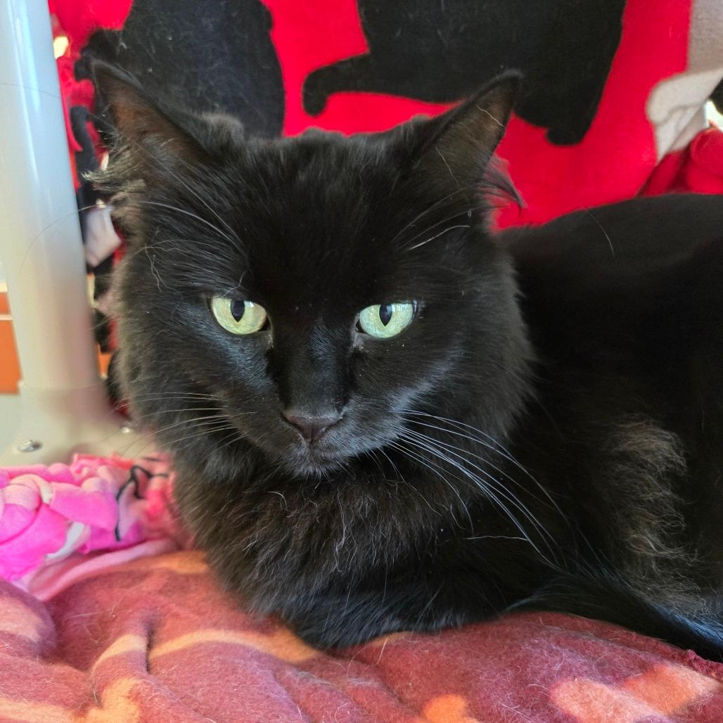 Bella 