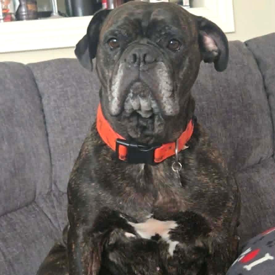 Pepper