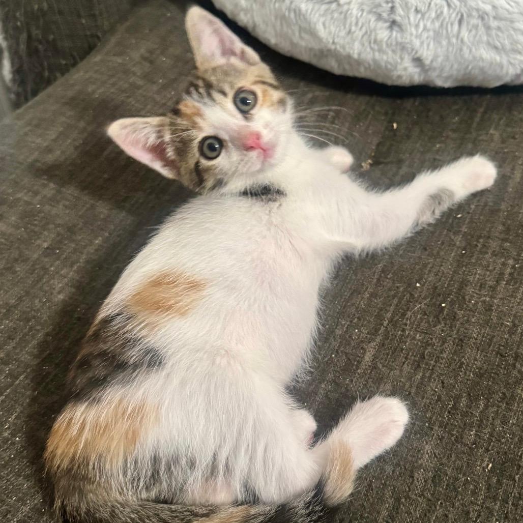 Daisy (Home Adoption)