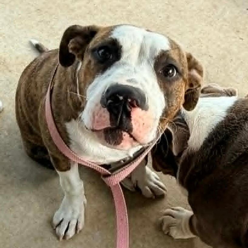 Maggie