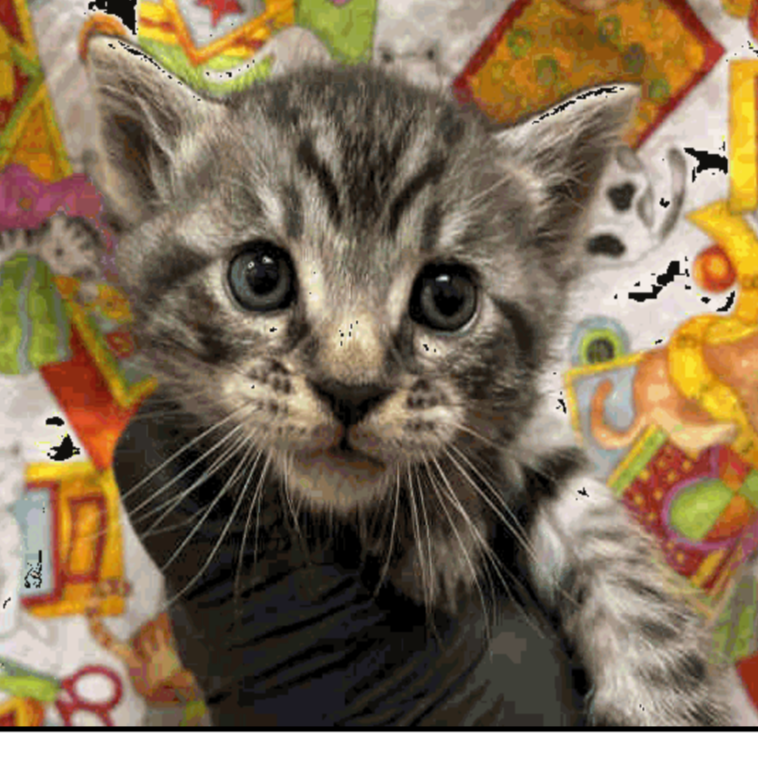 Mario (Home adoption)