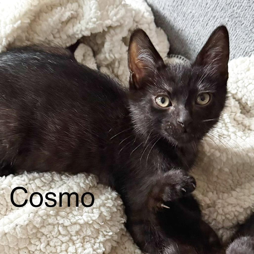 Cosmo