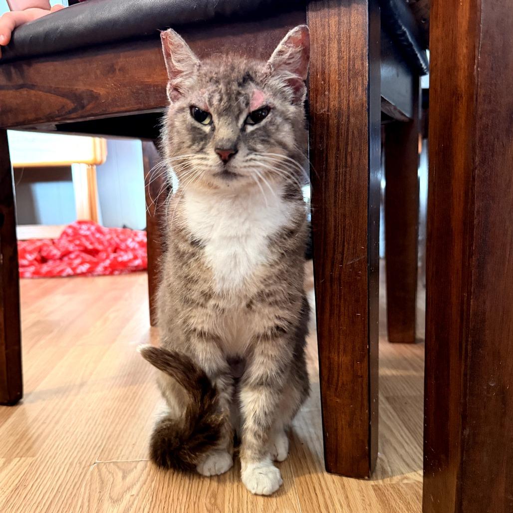 Talulah