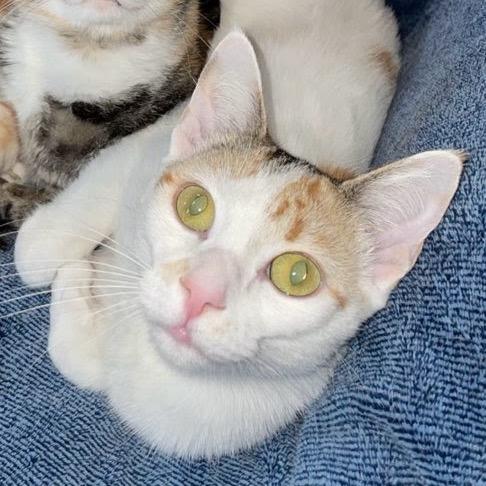 Harley- Bonded with Quinn