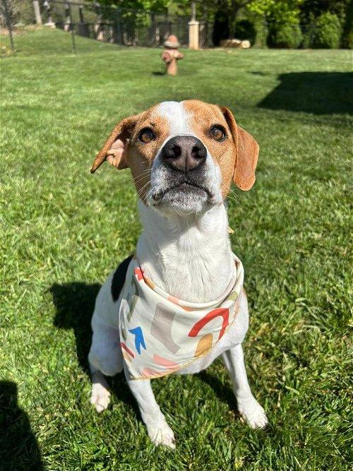 Adoptable Dogs & Puppies in Kingsport, TN