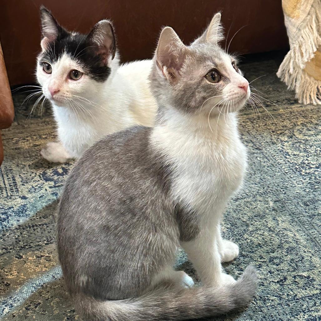 Menehune (Hawaiian Kittens)