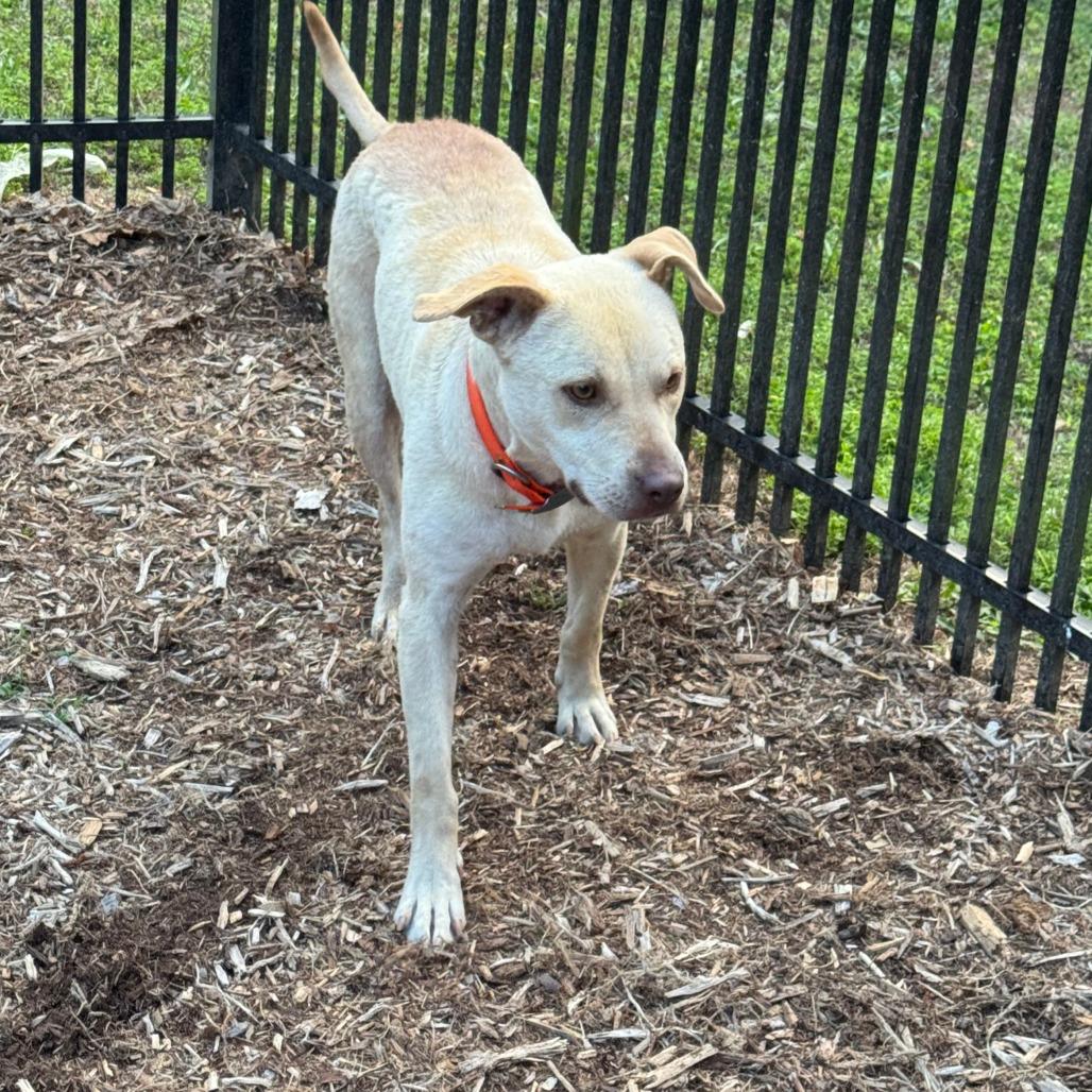 Daisy Mae Stray *COURTESY LISTING*