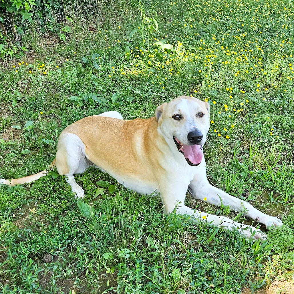 Claudius