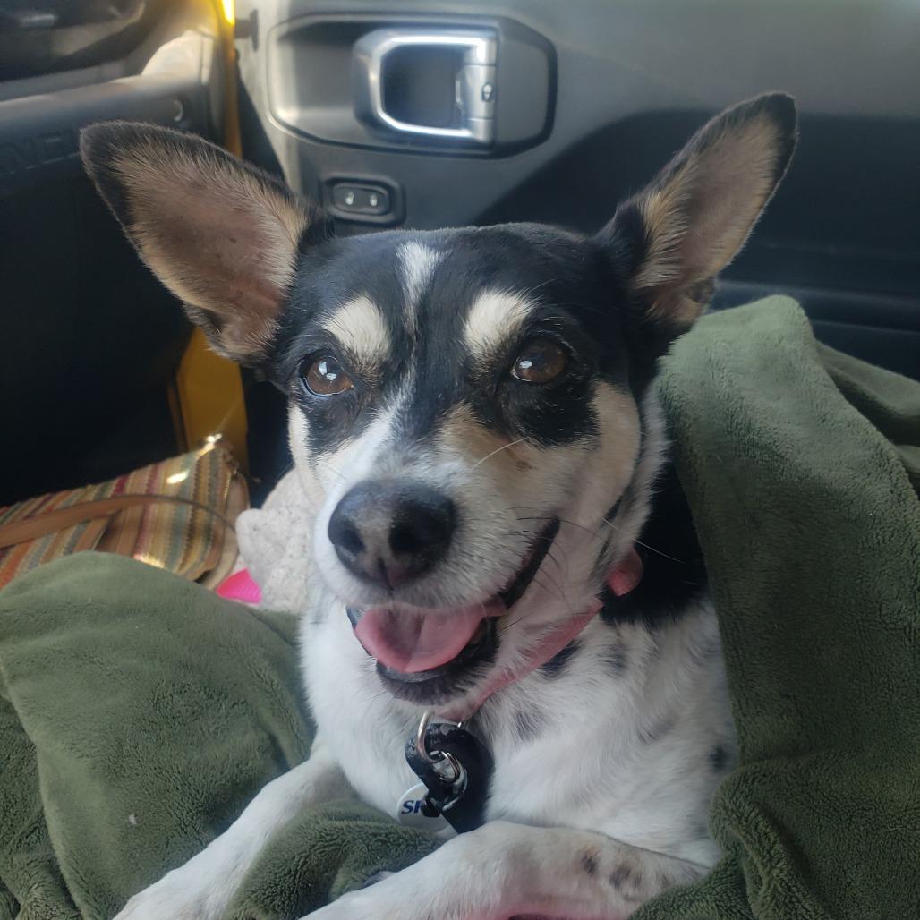 Missy D11339 *Arriving 6/6