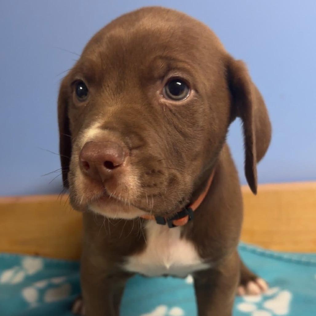 Scout- Male