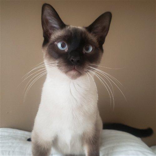 Adoptable Cats & Kittens in Chicago, IL