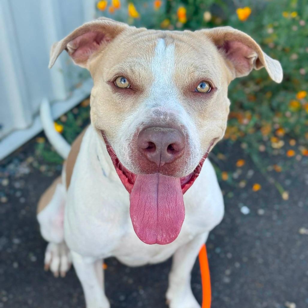Tyson
