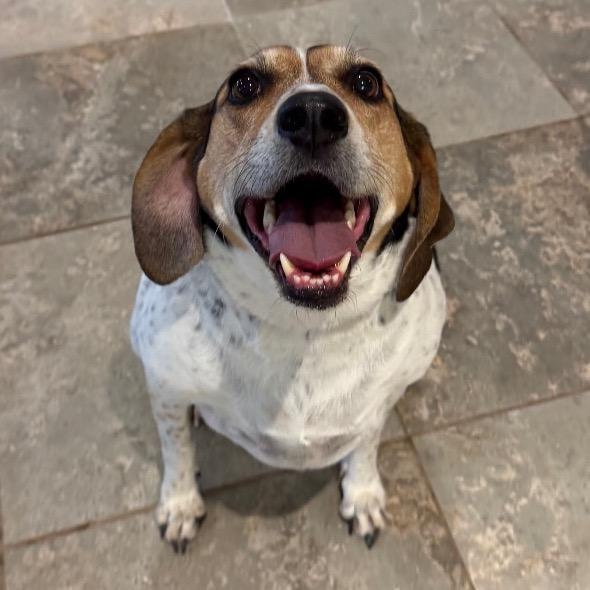 Gracie