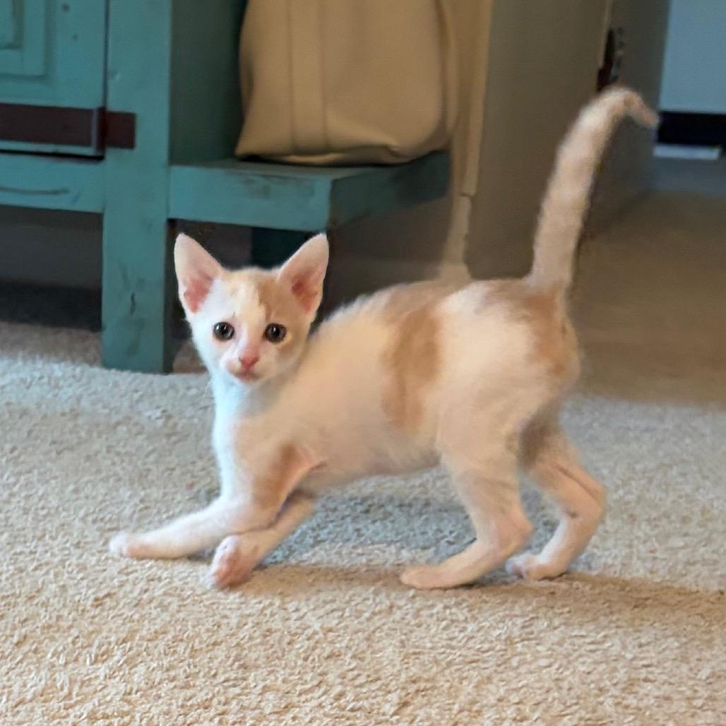 Pike (Bonded Pair with Venti)