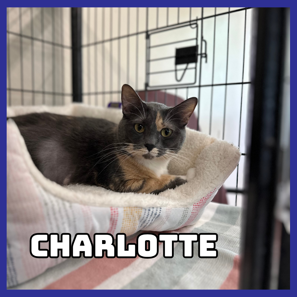 Charlotte