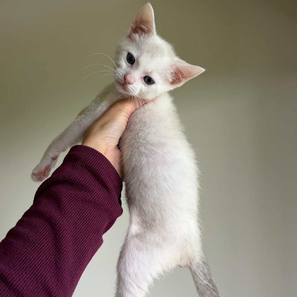 Venti (Bonded Pair with Pike)