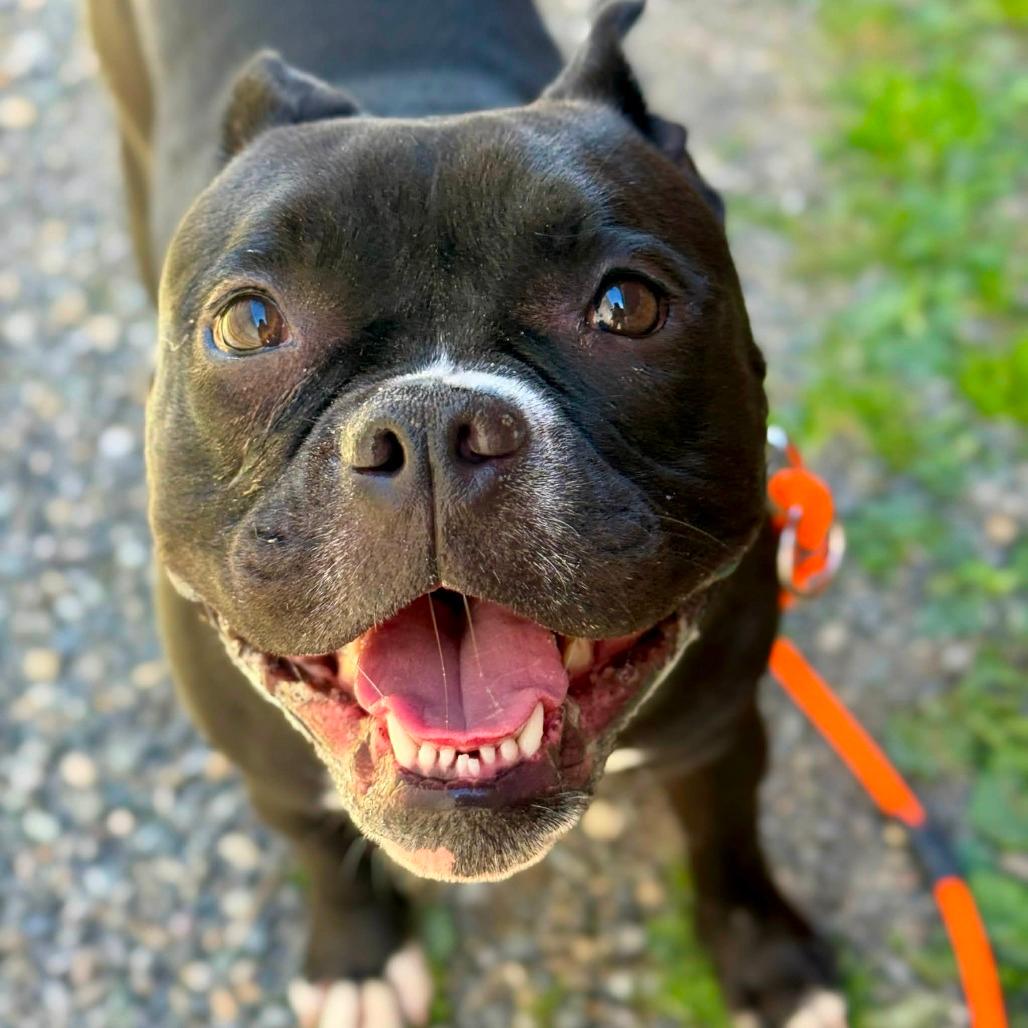 Bodhi