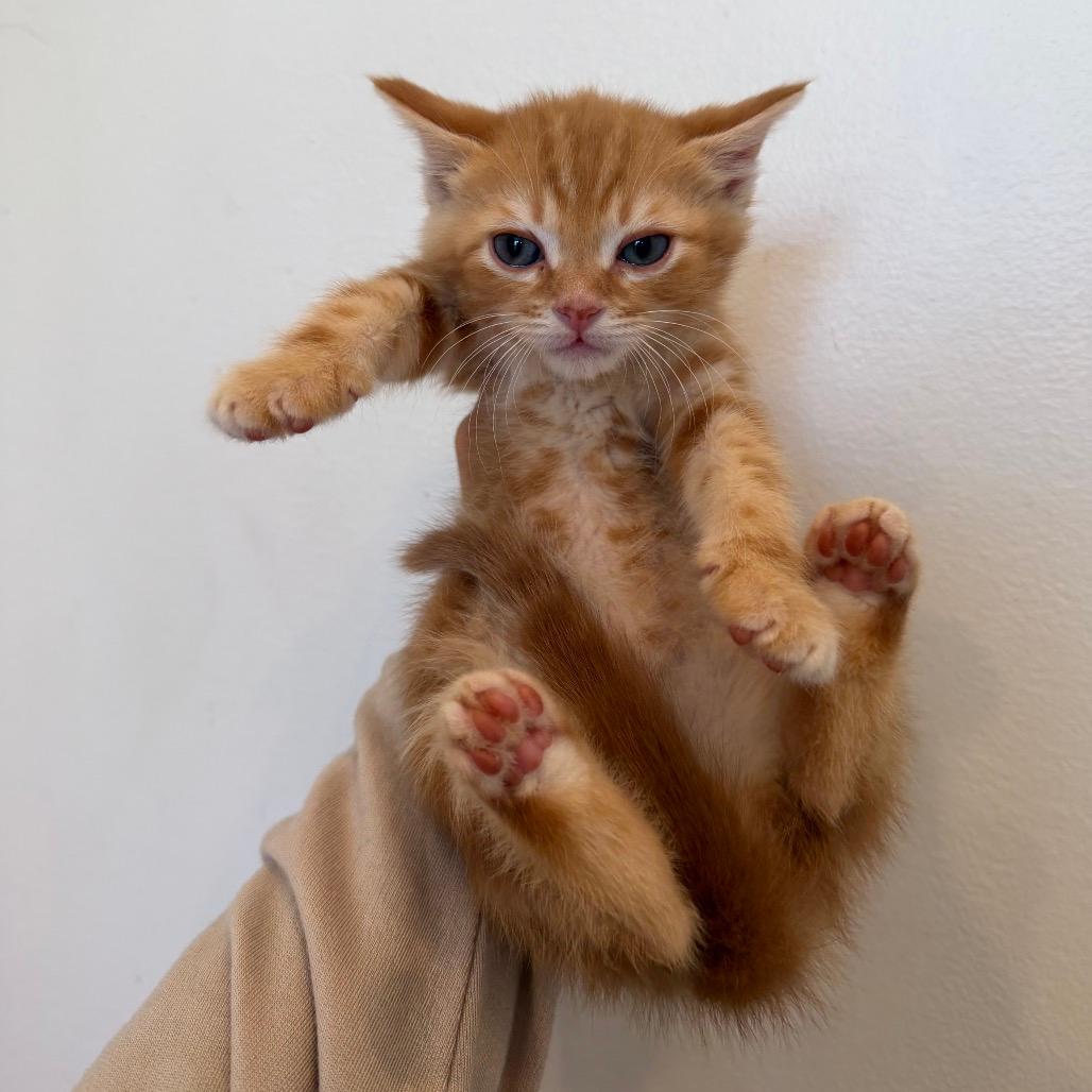 Cheeto