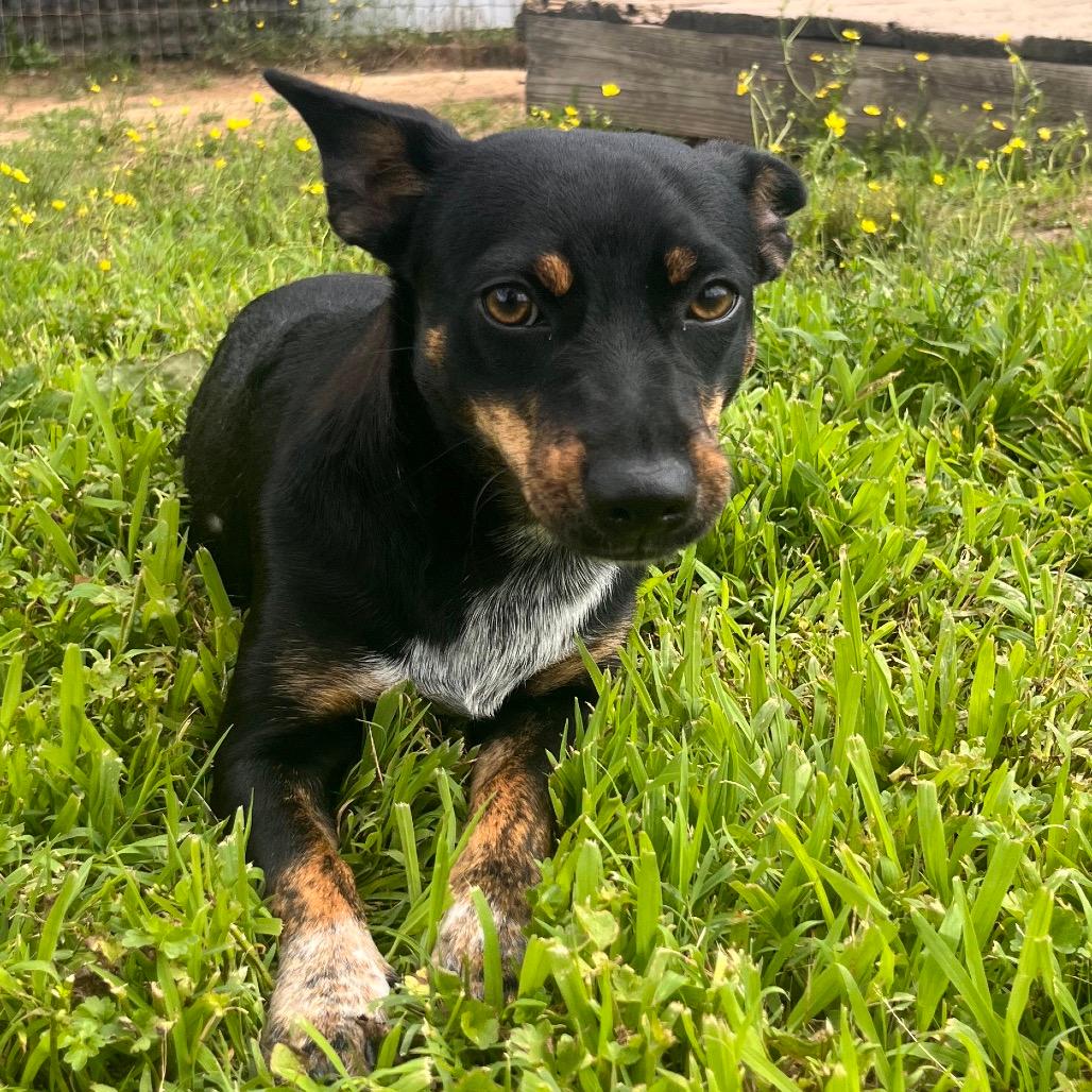 Josie