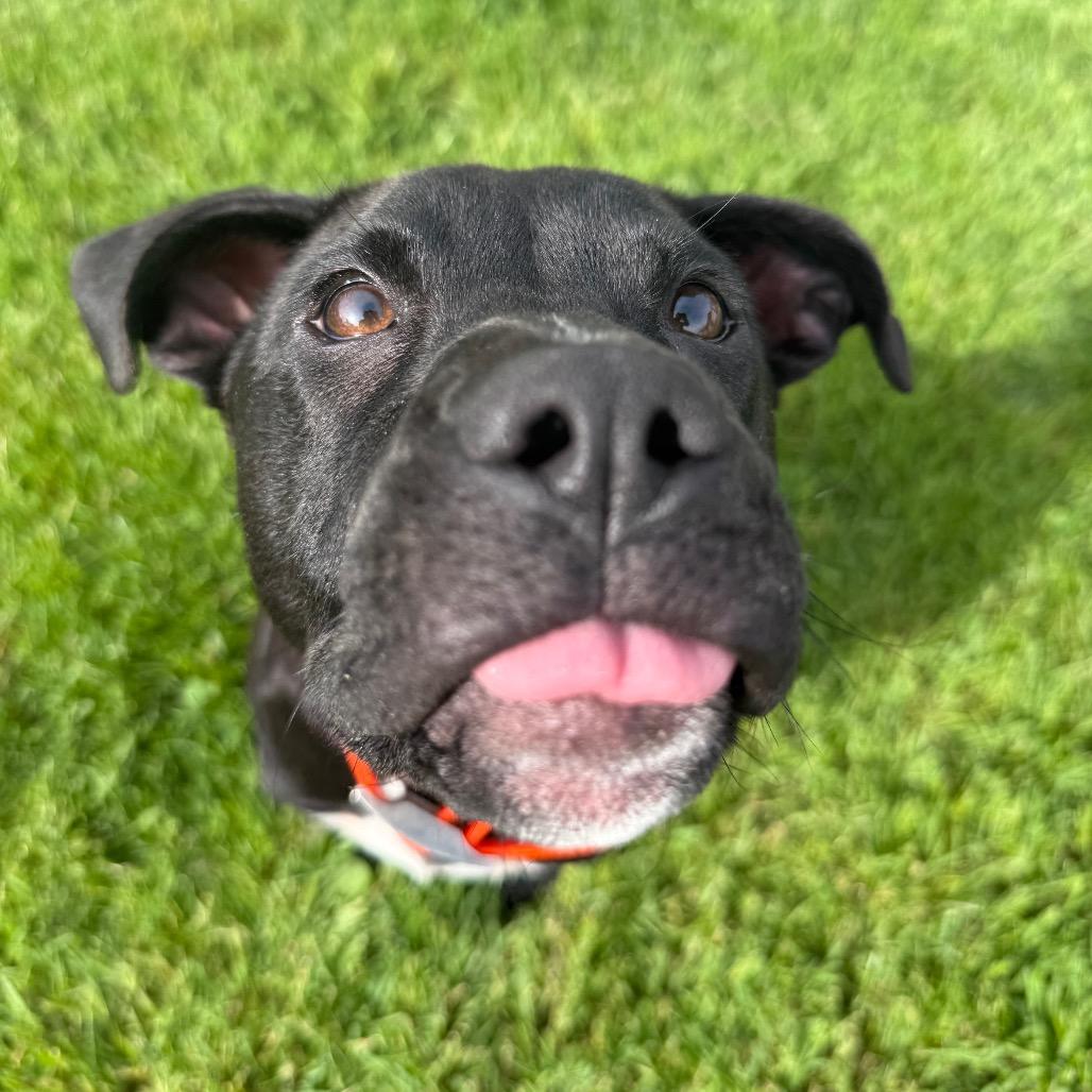 Remmie