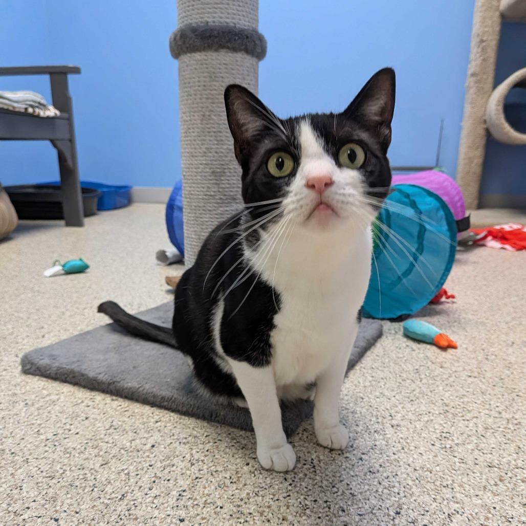 Bean (Bonded with Rusty)