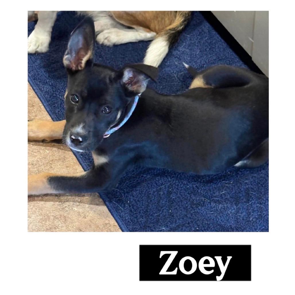 623 (2026) Zoey