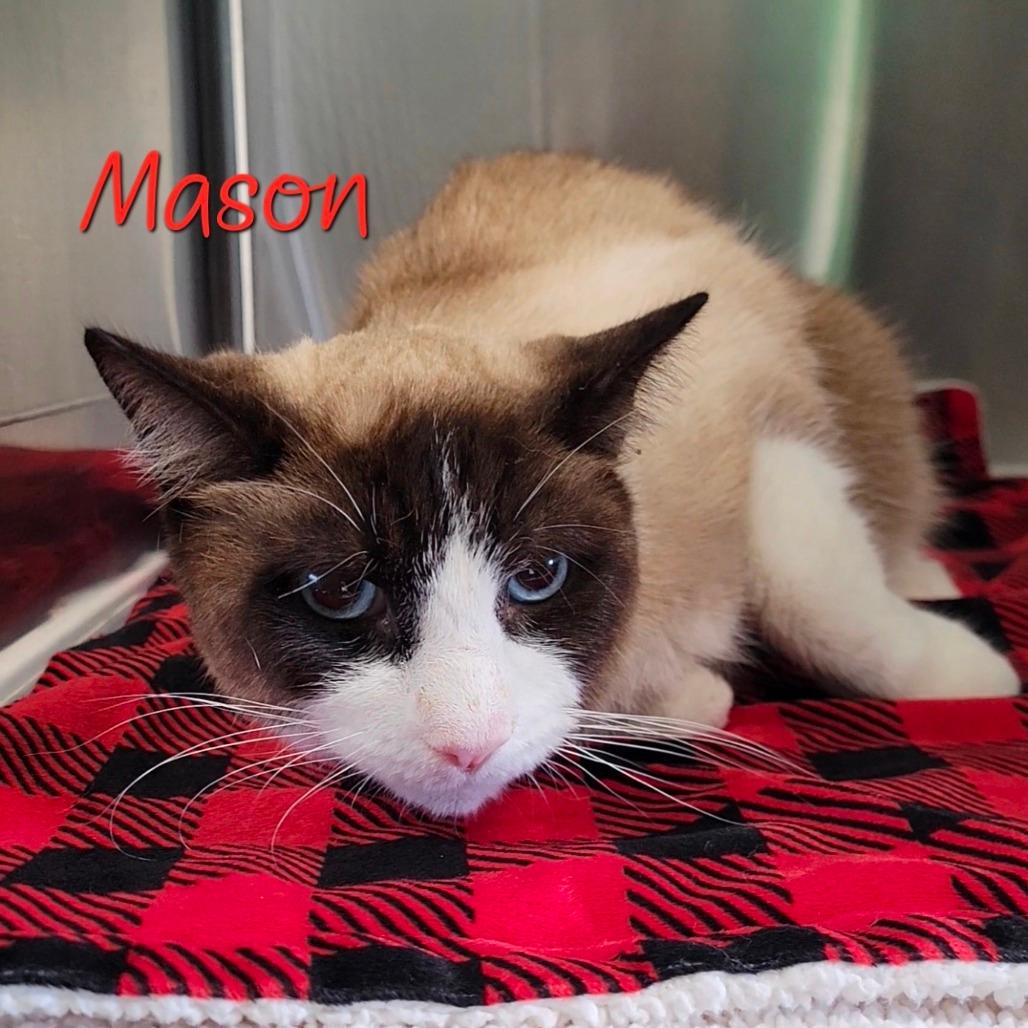 Mason 