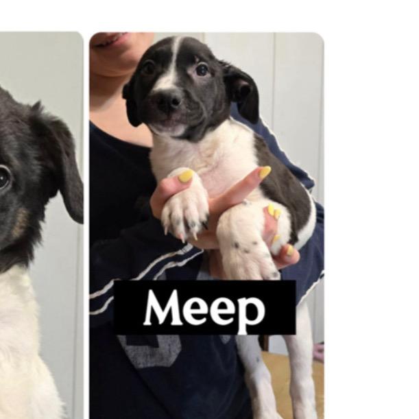 631 (2026) Meep