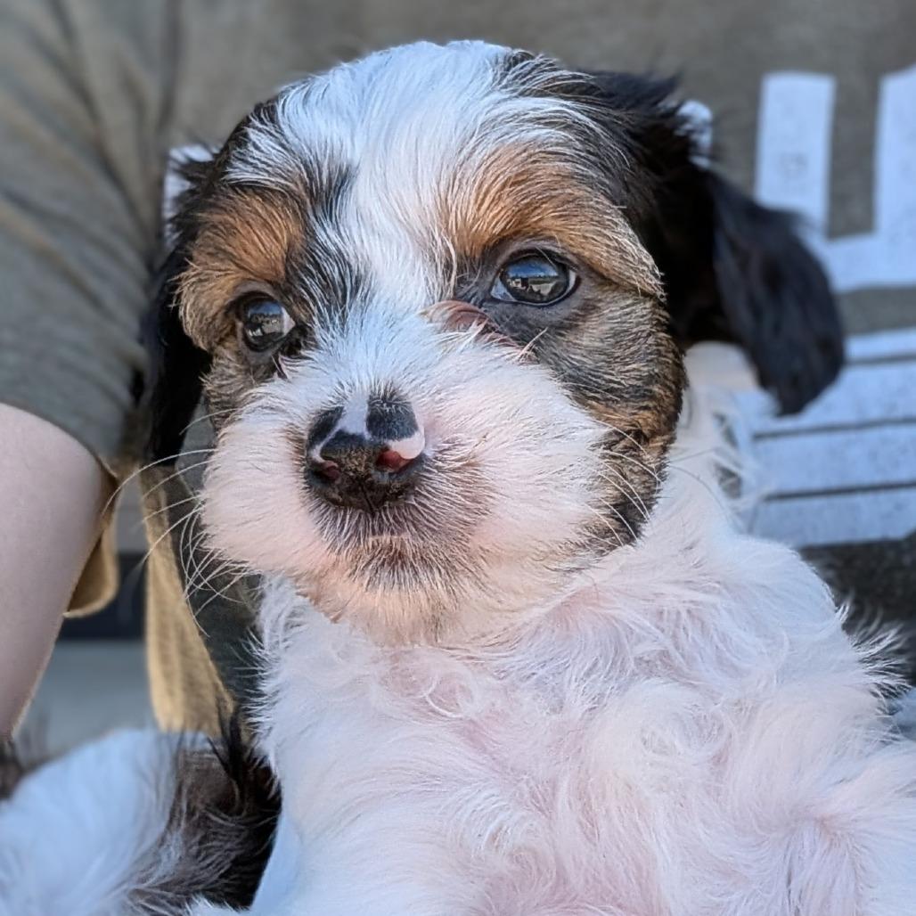 Labraschnauzer Schnauzer Lab Mix Adult