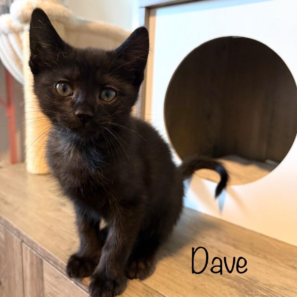Dave
