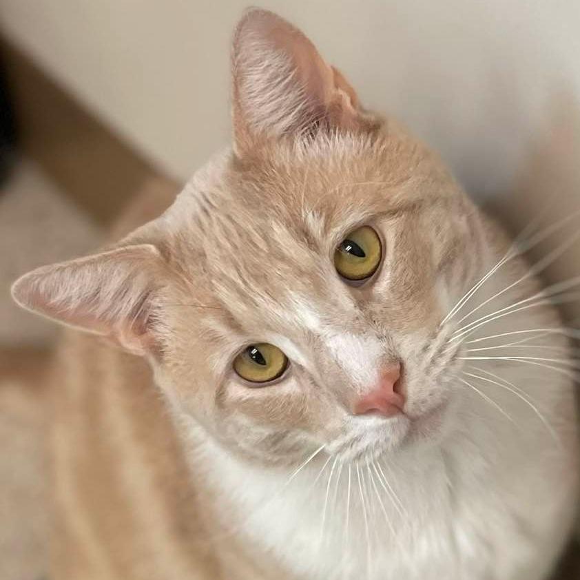 Rusty FIV+ - See my Video!