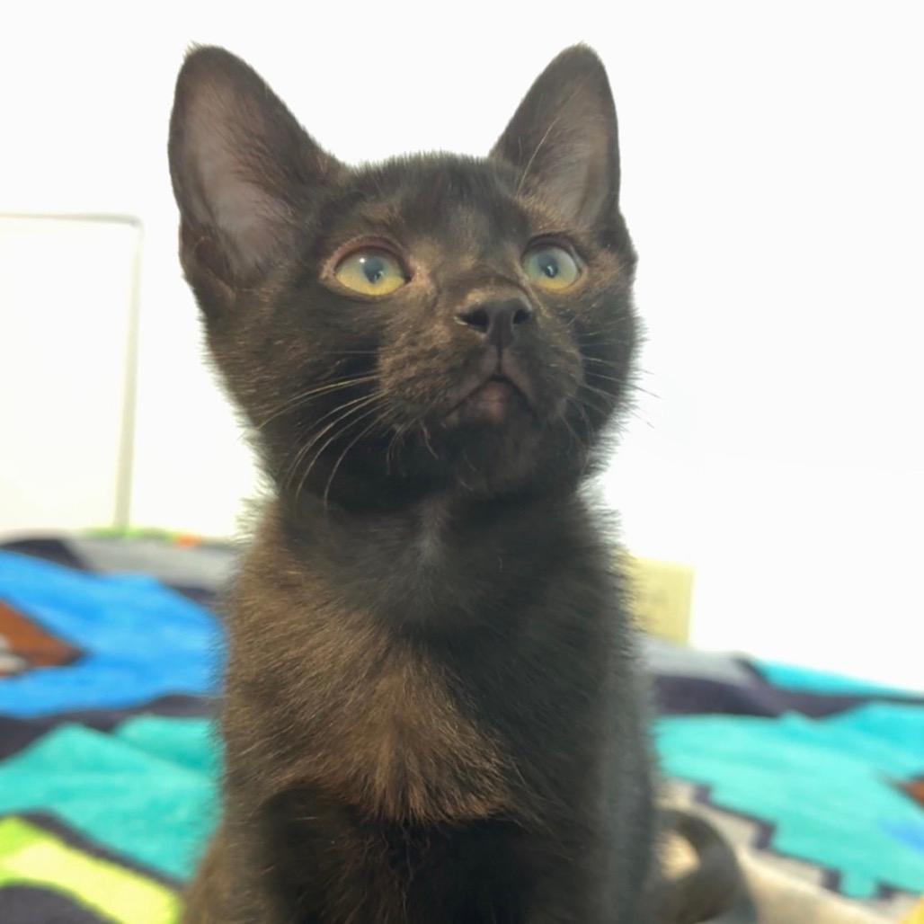 Gizmo