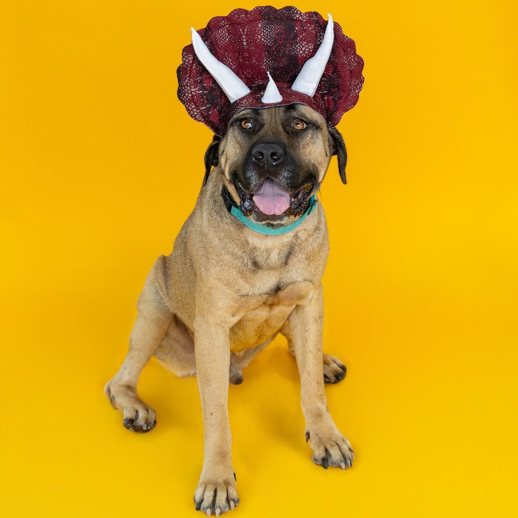 Stewie (fka Marmaduke)