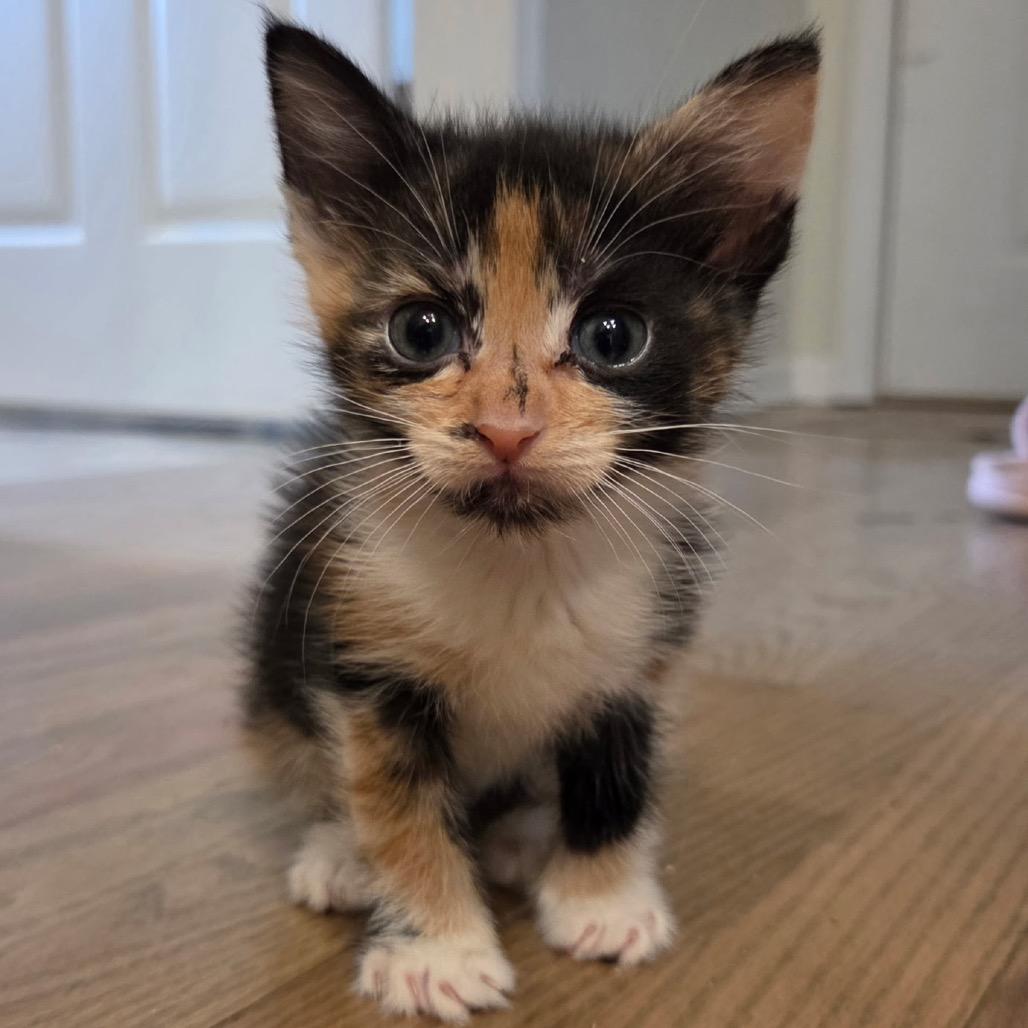 Callie 