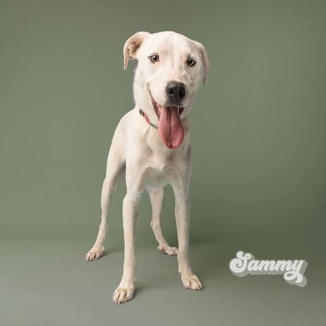 Sammy