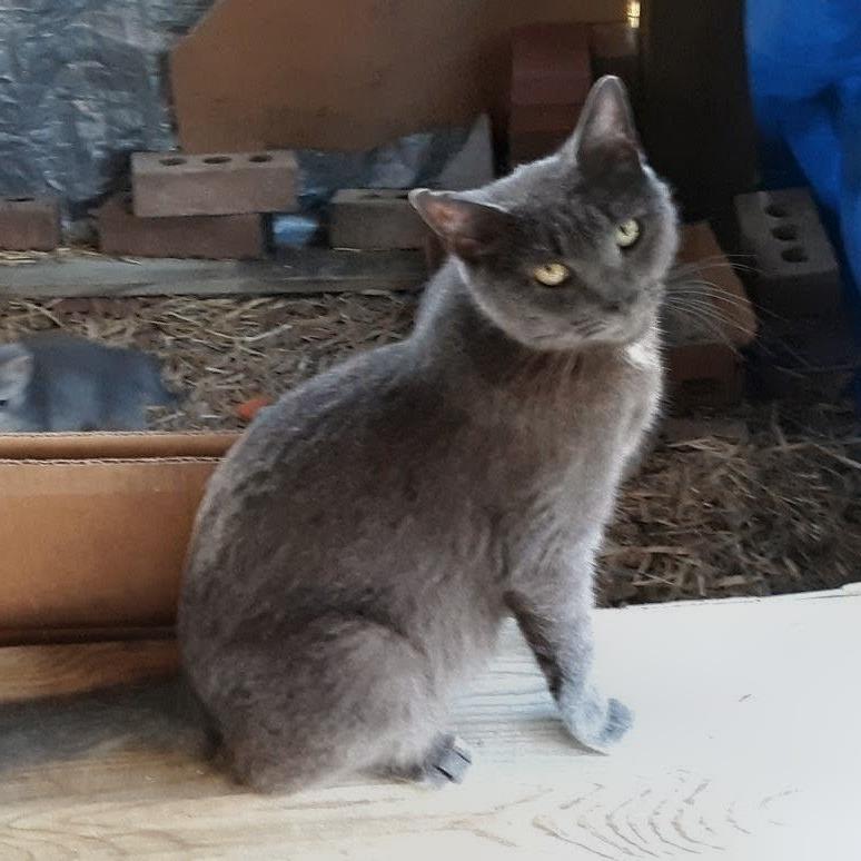 Mama Blue