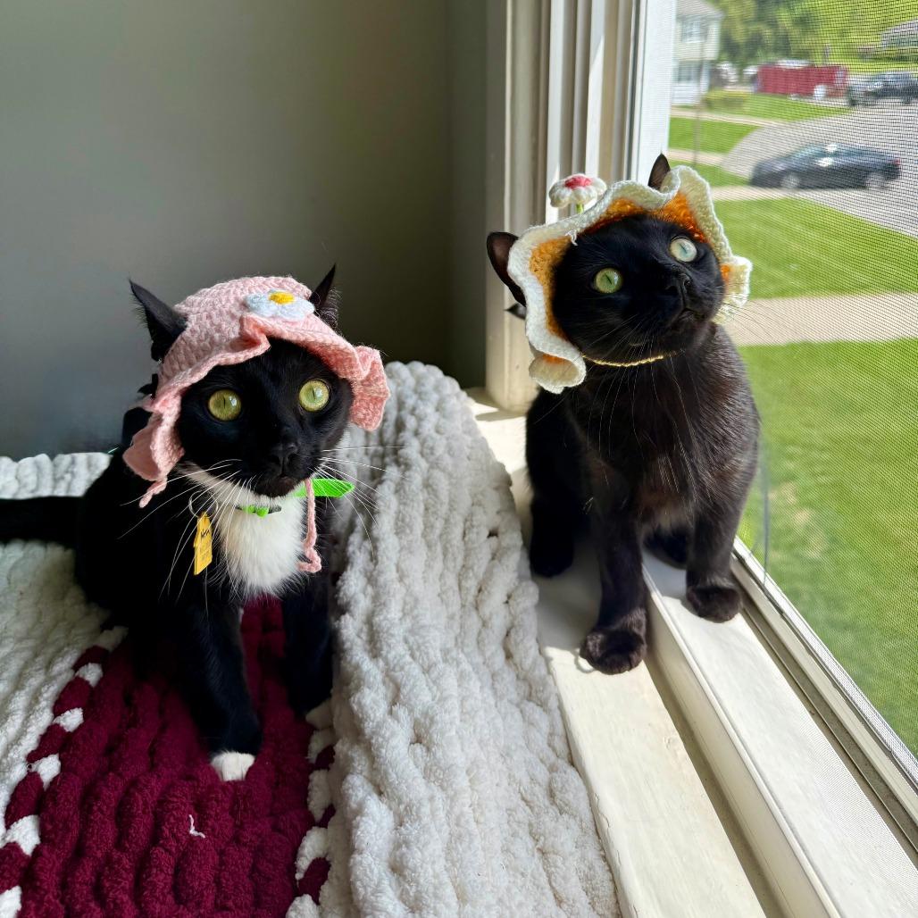 Nova with Zara-2 for 1 -in foster- See our Video!