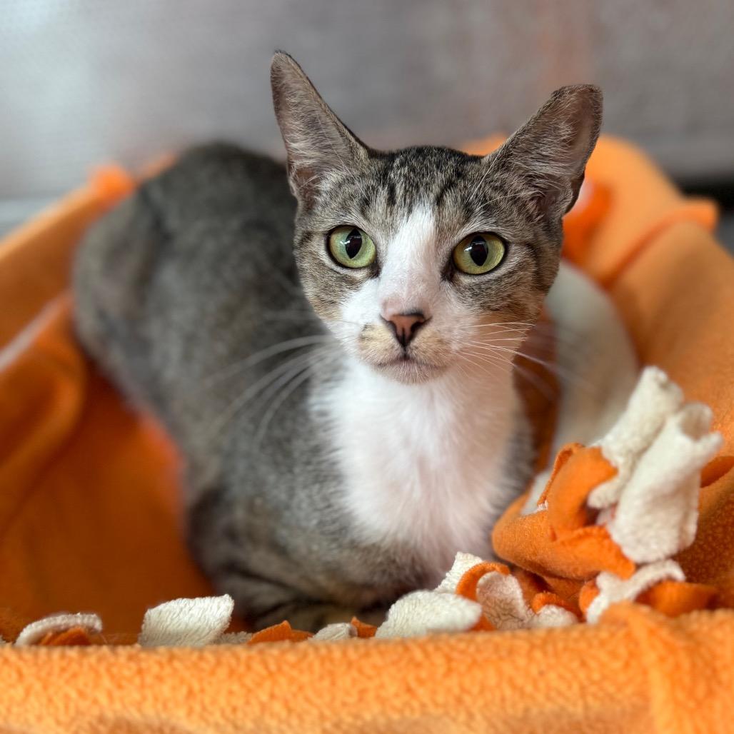 Tigra
