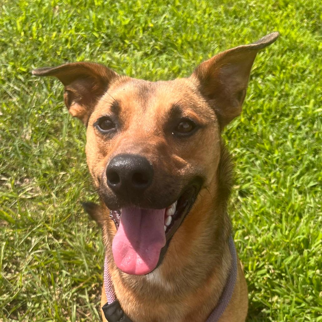 Scooby