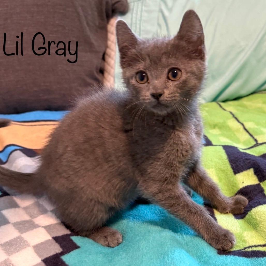 Lil Gray