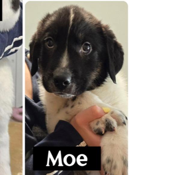 632 (2026) Moe