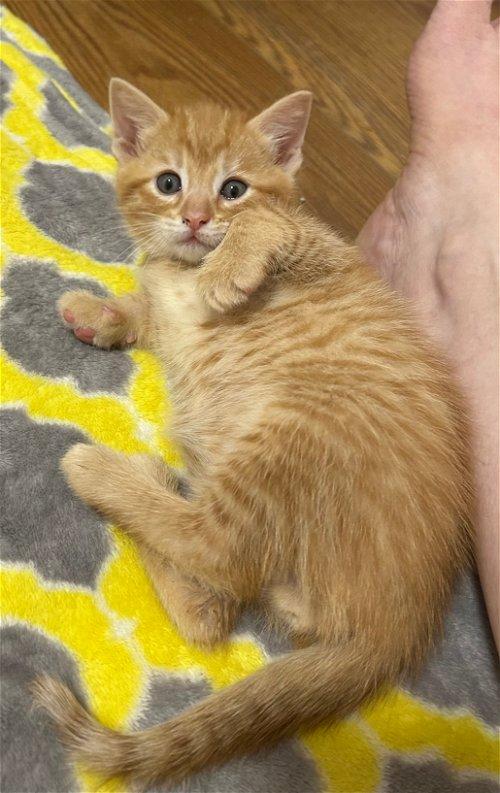 Adoptable Cats & Kittens in Clarksville, TN